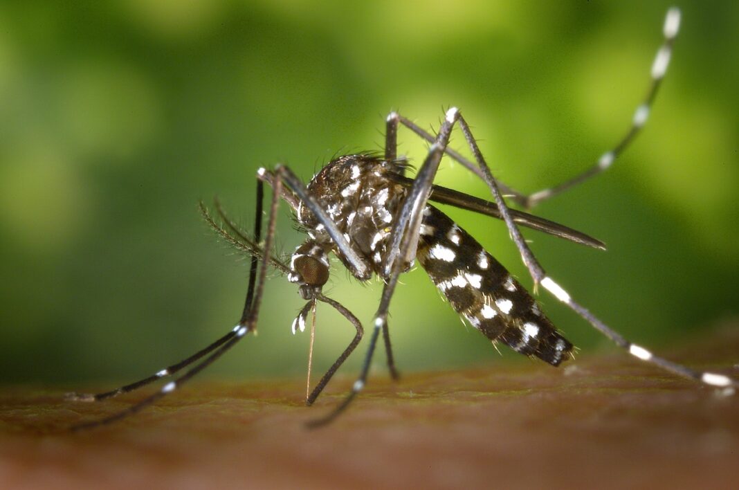 Dengue, Zanzara Aedes Albopictus