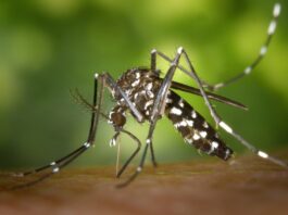 Dengue, Zanzara Aedes Albopictus